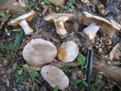 Cortinarius albidus