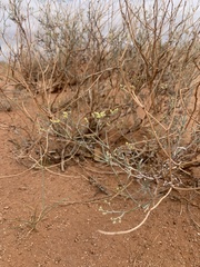 Eriogonum leptocladon