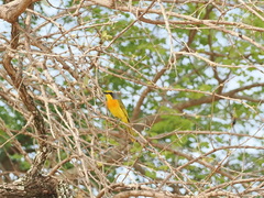 Telophorus sulfureopectus