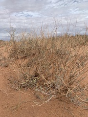 Eriogonum leptocladon