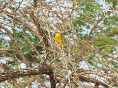 Telophorus sulfureopectus