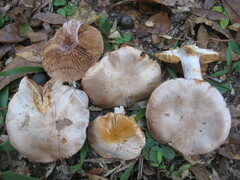 Cortinarius albidus