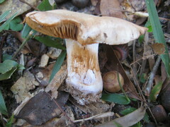 Cortinarius albidus