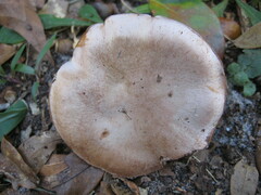 Cortinarius albidus