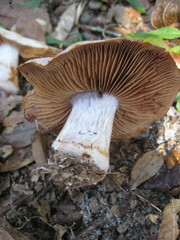 Cortinarius albidus