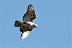 Buteo trizonatus
