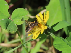 Eristalis similis