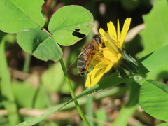 Eristalis similis