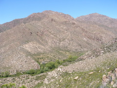 Maytenus boaria