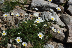 Tripleurospermum caucasicum