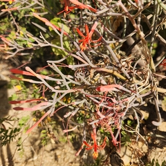 Psittacanthus sonorae