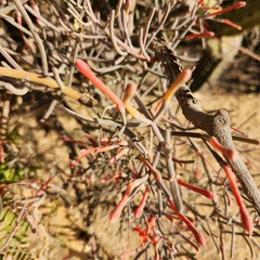 Psittacanthus sonorae