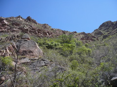 Maytenus boaria