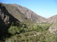 Maytenus boaria