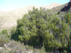Maytenus boaria