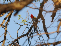 Anaplectes rubriceps