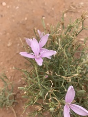 Lygodesmia grandiflora entrada