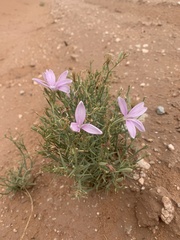 Lygodesmia grandiflora entrada