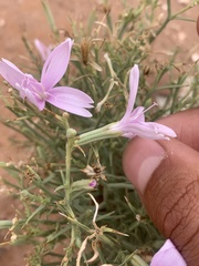 Lygodesmia grandiflora entrada