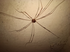 Opiliones