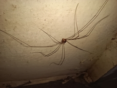 Opiliones