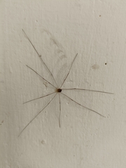 Opiliones