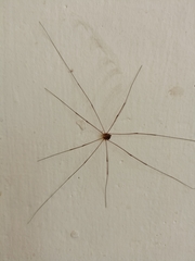Opiliones