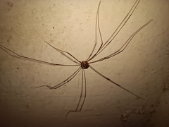 Opiliones