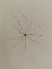 Opiliones