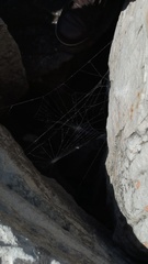 Zygiella x-notata