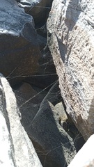 Zygiella x-notata