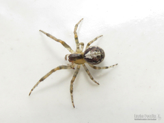 Zygiella x-notata