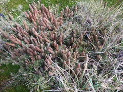 Phlegmariurus