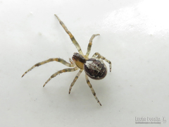 Zygiella x-notata
