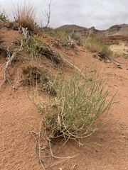 Astragalus episcopus