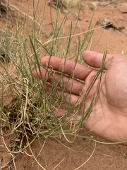 Astragalus episcopus