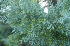 Cupressus sempervirens