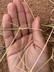 Astragalus episcopus