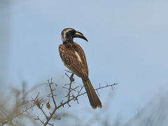 Lophoceros nasutus