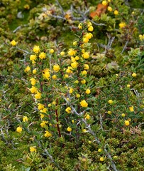 Berberis empetrifolia