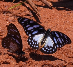 Graphium leonidas