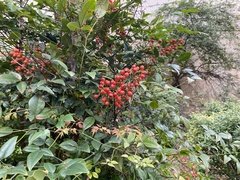 Nandina
