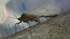 Tuberolachnus salignus