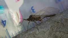 Tuberolachnus salignus