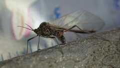 Tuberolachnus salignus