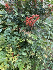 Nandina