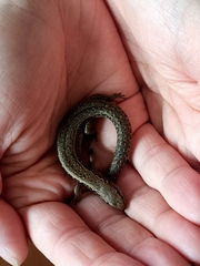 Oligosoma aeneum