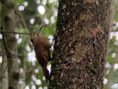 Xiphocolaptes promeropirhynchus
