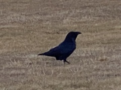 Corvus corax varius