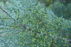 Cupressus sempervirens